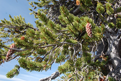 Foxtail Pine on ridge 0.4mi NW of Mt Linn summit